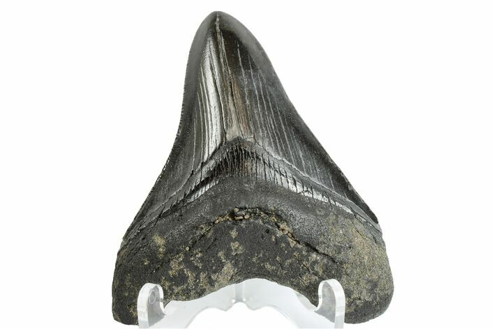 Fossil Megalodon Tooth - South Carolina #164985